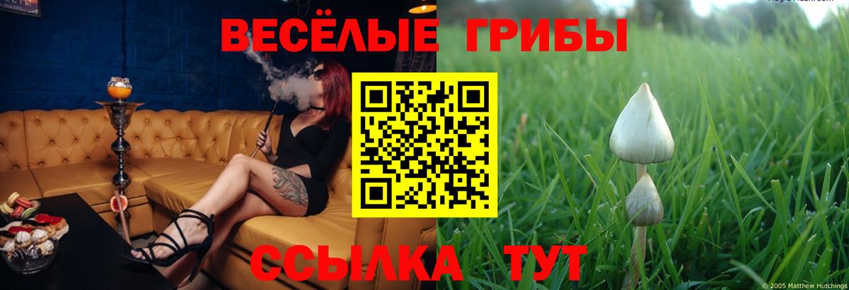 Псилоцибиновые грибы Cubensis Вичуга