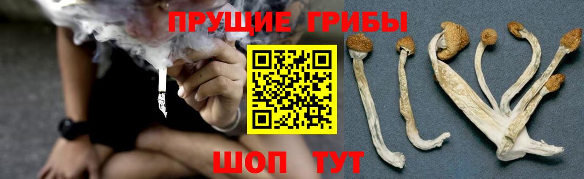 Псилоцибиновые грибы Psilocybine cubensis  Вход с VPN  Вичуга 